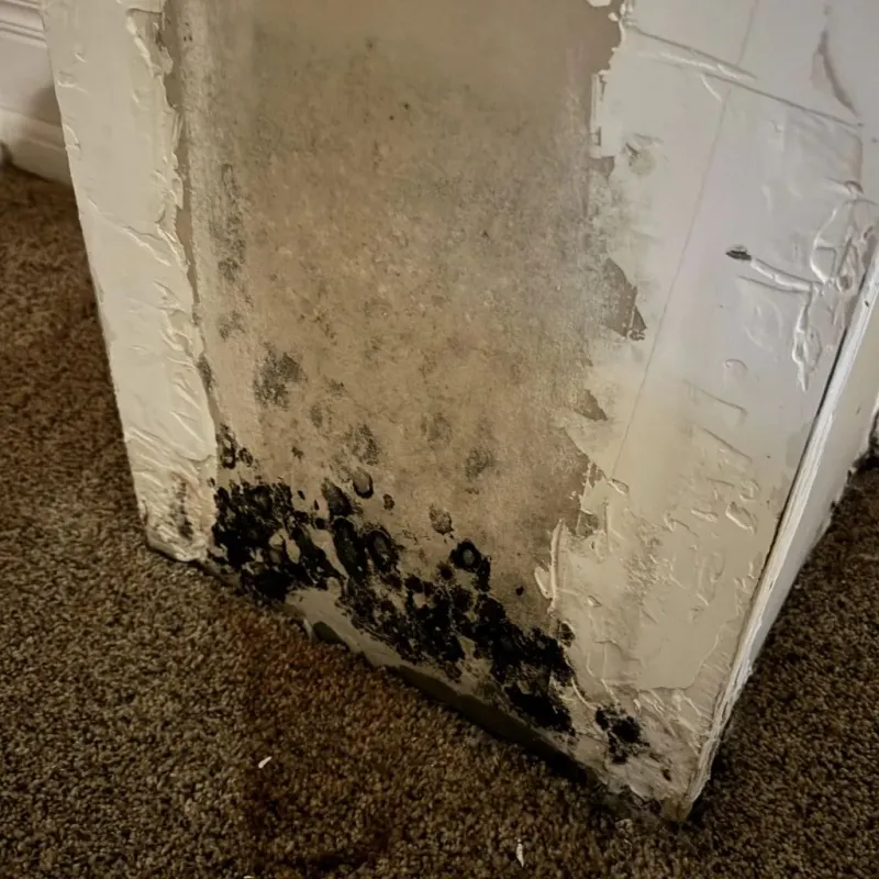 Professional Mold Removal in Chehalis, WA